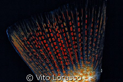 Fishs - Serranus hepatus (detail) by Vito Lorusso 